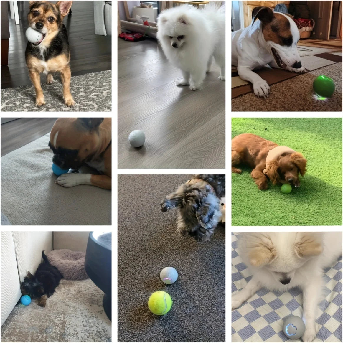 PawRollerâą